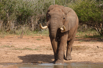 Obraz premium Afrikanischer Elefant / African elephant / Loxodonta africana