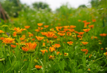 Fototapeta premium There are calendula flowers in the kitchen garden.