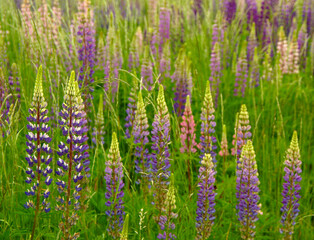 There is a field of lupine flowers.
