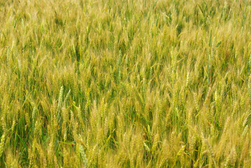 The wheat field ripens in June.