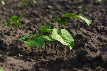 Bean plants grow in the kitchen garden.