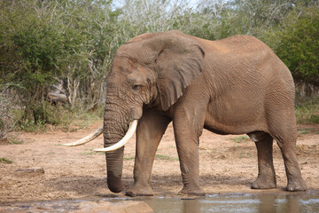 Afrikanischer Elefant / African elephant / Loxodonta africana