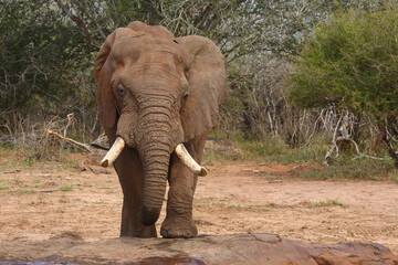 Afrikanischer Elefant / African elephant / Loxodonta africana