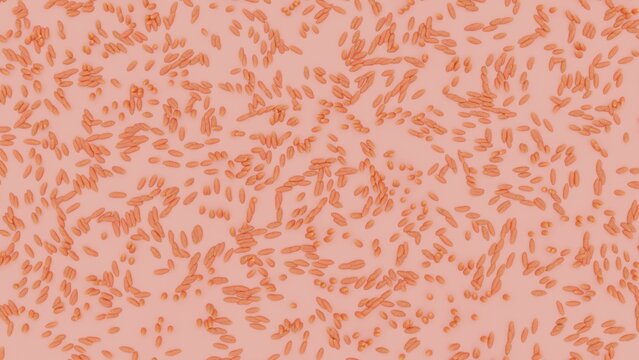 Bacillota or Bacteroidetes visualization. 3d illustration. Symbiotic species of Bacteroidota well adapted to the gastrointestinal tract.