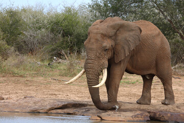 Afrikanischer Elefant / African elephant / Loxodonta africana