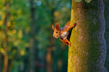 squirrel in the park