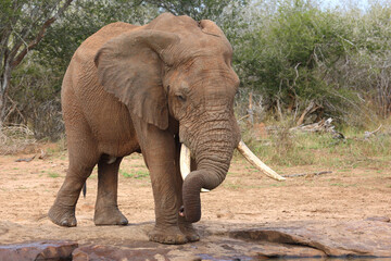 Fototapeta premium Afrikanischer Elefant / African elephant / Loxodonta africana