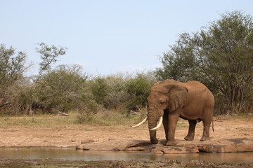 Fototapeta premium Afrikanischer Elefant / African elephant / Loxodonta africana