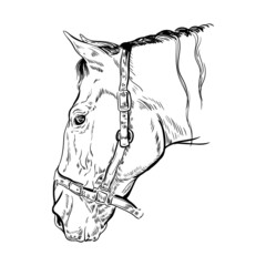 illustration black and white animal line horse head