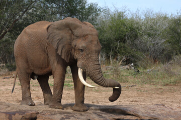 Afrikanischer Elefant / African elephant / Loxodonta africana