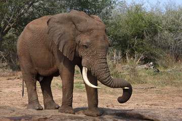 Afrikanischer Elefant / African elephant / Loxodonta africana