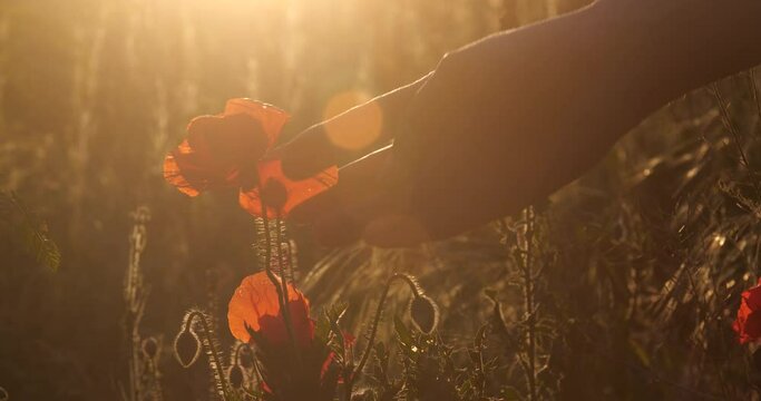 Red poppy flowers grow on the field at sunset. The hand touches the flower. Lest we forget, International symbol of peace, Memorial Day, we will remember and honor