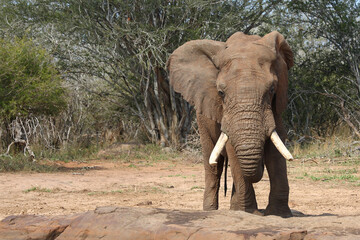 Afrikanischer Elefant / African elephant / Loxodonta africana