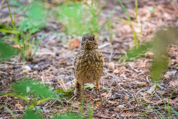The common redstart, Phoenicurus phoenicurus, young bird, is sitting on a ground against a blurred background.