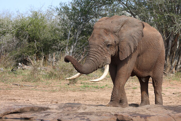 Afrikanischer Elefant / African elephant / Loxodonta africana