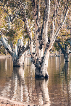 Gumtree With Reflection