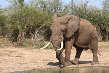 Obraz premium Afrikanischer Elefant / African elephant / Loxodonta africana