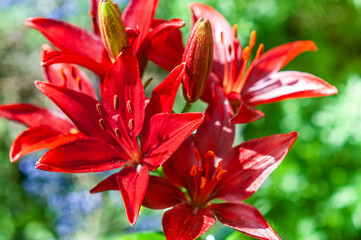 red lily flowers