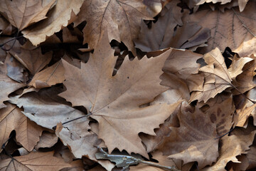 fallen autumn leaf
