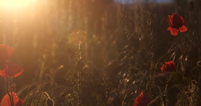 Red poppy flowers grow on the field at sunset. Tracking shot,   Beautiful floral background.  Lest we forget, International symbol of peace, Memorial Day, we will remember and honor