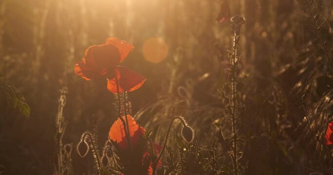 Red poppy flowers grow on the field at sunset.  Beautiful floral background.  Lest we forget, International symbol of peace, Memorial Day, we will remember and honor