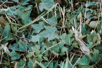 green plant