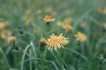 Yellow bright flowers dandelions on background of green meadows. Spring and summer background