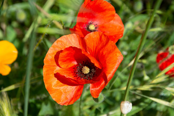 Red poppy blossoms