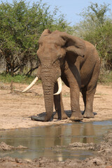 Afrikanischer Elefant / African elephant / Loxodonta africana