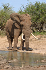 Fototapeta premium Afrikanischer Elefant / African elephant / Loxodonta africana