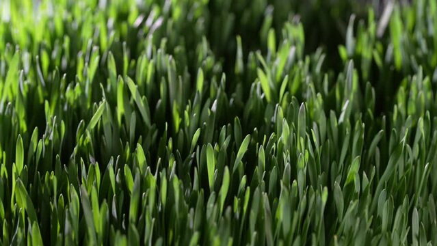 Background of green germinated wheat grains, close up, rotates. Healthy food concept. Young green wheat plants growing on the soil. Green leaves of young wheat