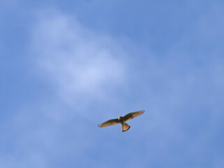 common kestrel (Falco tinnunculus) TORNFALK