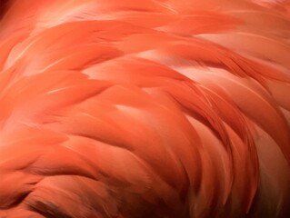 Vector illustration of orange flamingo feathers. EPS10.