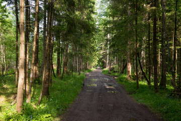trail in the coniferous forest
