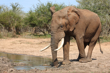 Afrikanischer Elefant / African elephant / Loxodonta africana