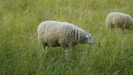 Obraz premium sheep in the field