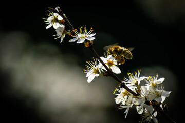 a bee pollinating a flower