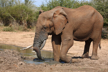 Fototapeta premium Afrikanischer Elefant / African elephant / Loxodonta africana