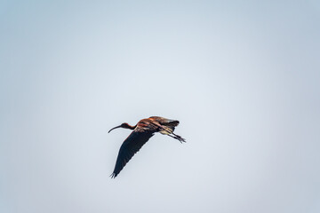 A graceful water bird glossy ibis, latin name Plegadis falcinellus, flying in blue sky