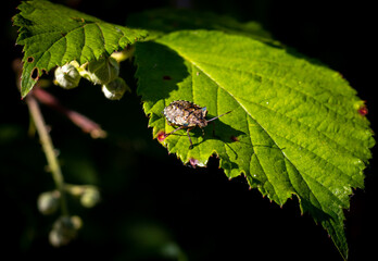 Shieldbug on a leaf