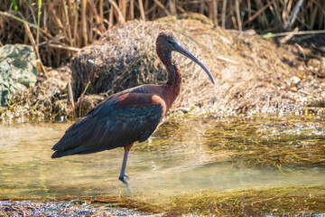 The glossy ibis, latin name Plegadis falcinellus, searching for food in the shallow lagoon.
