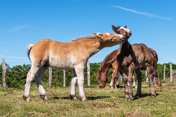 Naklejka na ściany i meble Foals taking care of each other