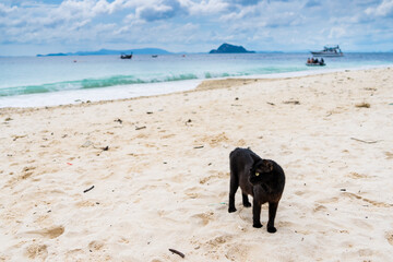 Cats that live on Khai Island, Phuket Thailand.