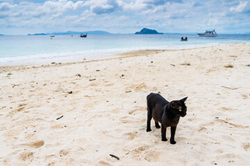 Cats that live on Khai Island, Phuket Thailand.