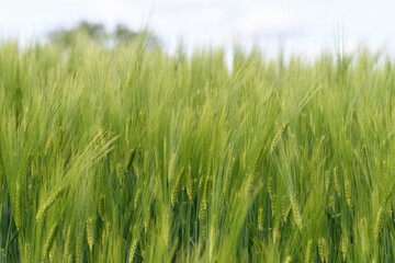 Green cereal field at spring with ripening ears of wheat. Selective focus. Low DOF