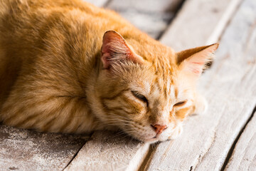 Cats that live on Khai Island, Phuket Thailand.