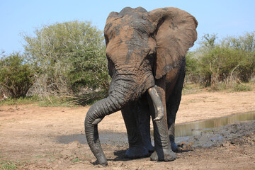 Afrikanischer Elefant / African elephant / Loxodonta africana