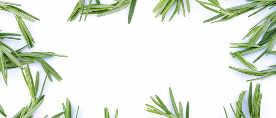 Fototapeta premium green leaves rosemary close up frame on white background top view.Banner. Copy space. 