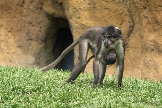 mangabey monkey ape mother and son