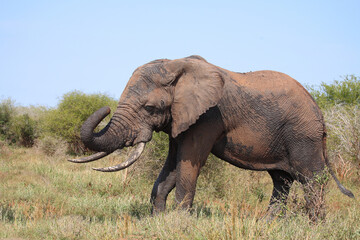 Naklejka premium Afrikanischer Elefant / African elephant / Loxodonta africana